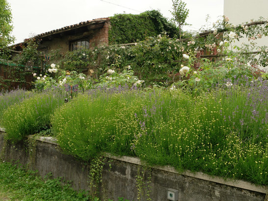 Giardino d'ombra 4